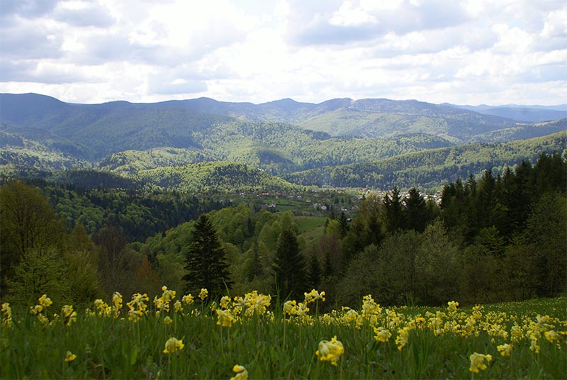 Краевид Яремче летом